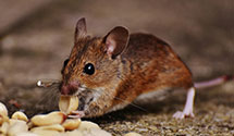 24 Hour & Emergency Exterminators in Milwaukee, WI